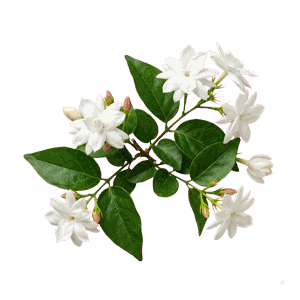 Traditional Jasmine Florals